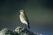 Isabelline wheatear {Oenanthe isabellina} winter, Isles of Scilly, rare vagrant to UK