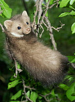 Young Beech marten up in tree {Martes foina} Europe