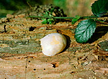 Slime mould {Reticularia lycoperdon} on tree trunk Surrey, UK