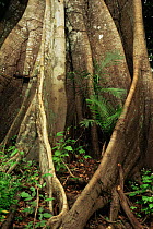 Buttress roots details, Manaus, Brazil, South America