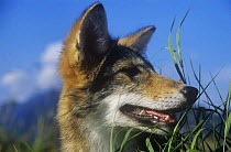 Coyote Canis latrans} head portrait, British Columbia, Canada Captive