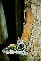 Northern flying squirrel {Glaucomys sabrinus} feeds on seeds placed on fungi. Maine, USA