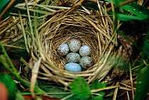 Song sparrow nest {Zonotrichia melodia} parasitised with 5 Cowbird eggs {Molothrus ater}