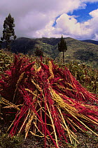 Quinoa harvest (Andean grain) near Cusco, Andes, Peru, South America
