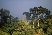 Primary lowland rainforest, Amazon Basin, Manu National Park, Peru, South America