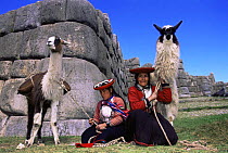 Local indian women with domestic Llamas, Sacsayhumman, Cusco, Peru, South America