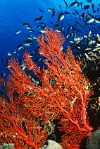 Sea fan {Gorgonacea} Banda, Moluccas, Indonesia