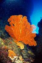 Gorgonia Sea fan {Subergorgia mollis} Indo Pacific