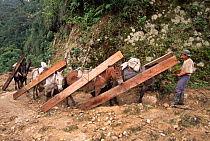 Mules hawling sawn timber, Andes at 2500m, Zamora Chinchipe, Ecuador, South America