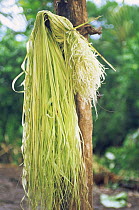Chambira palm leaf strands drying - used to make hammocks & bags, Llanchamacocha Ecuadorian Amazon