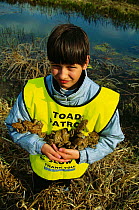 Child on Toad Patrol - helping toads across road to reach breeding lake