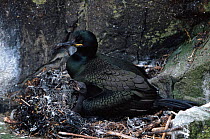 Shag with chick on nest {Phalacrocorax aristotelis} UK