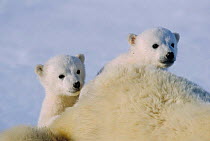Polar bear cubs, 3-month-old {Ursus maritimus} Churchill, Canada