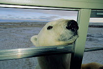 Polar bear peers through window of tourist buggy {Ursus maritimus} Churchill, Canada