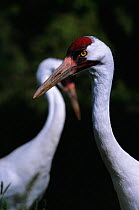 Whooping crane {Grus americana} endangered, captive at Patuxent crane centre, USA