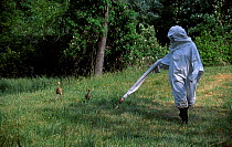 Researcher in crane costume with Whooping crane chicks Operation Migration, MD, USA.