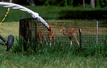 Imprinting Whooping crane chicks for Operation Migration, MD, USA. may 2002 {Grus grus}