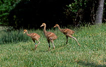 Whooping crane chicks {Grus americana} Operation migration, MD, USA
