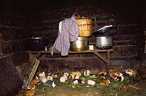 Guinea pigs kept for food in kitchen, Otovalo, Ecuadorian Andes, South America