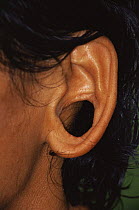 Close up of enlarged hole in ear of Huaorani indian, Dayuno, Ecuadorian Amazon, South America