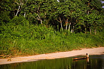 Huaorani Indian pushing canoe along river, Dayuno, Ecuadorian Amazon, South America, 1994
