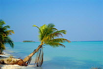 Coconut palm tree on beach {Cocos nucifera} Lakshadweep, Laccadive islands, Indian ocean
