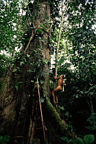 Huaorani Indian climbing tree with blow gun / dart propped against tree, Ecuadorian Amazon, South America.