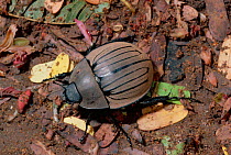 Beetle {Hexodon latissimum} in gallery forest Madagascar