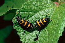 Lunate blister beetles mating {Decapotoma lunata} South Africa. Stripes for warning coloration