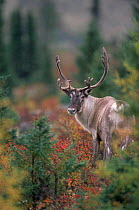 Adult male Caribou / Reindeer{Rangifer tarandus} Northern Quebec, Canada. September