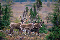 Adult male Caribou / Reindeer {Rangifer tarandus} Northern Quebec, Canada, September