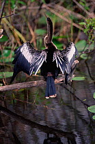 American darter drying wings {Anhinga anhinga} preen gland visible. Everglades NP, Florida, USA, North America