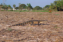 American alligator walking near campsite. Everglades, FL, USA {Alligator mississippiensis}