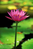 Waterlily flower {Nymphaea sp} with Green darner dragonfly {Anax junius} Florida, USA