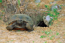 Florida gopher tortoise at burrow entrance {Gopherus polyphemus} FL, USA Doreshan