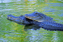 American alligator {Alligator mississippiensis}  courtship behaviour, captive, Florida, USA