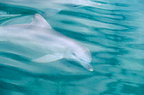 Bottlenose dolphin abstract {Tursiops truncatus} Shark Bay, Australia
