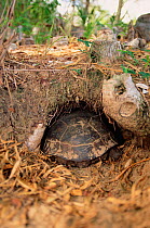 Florida gopher tortoise entering burrow {Gopherus polyphemus} FL, USA, North America