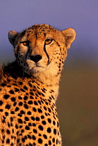 Female Cheetah head portrait {Acinonyx jubatus} Masai Mara National Reserve, Kenya