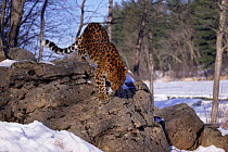 Amur leopard in snow {Panthera pardus orientalis} captive, USA