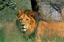 Wild male Asiatic lion {Panthera leo persica} Gir Forest, Sasan Gir NP, Gujarat, India, endangered species