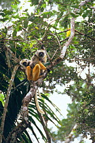 Diademed sifaka with baby up tree {Propithecus diadema diadema} Mantady Reserve, Madagascar