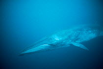 Bryde's whale underwater {Balaenoptera edeni} off Mexico