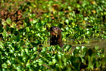 Giant otter amongst aquatic plants {Pteronura brasiliensis} Pantanal, Brazil, South America
