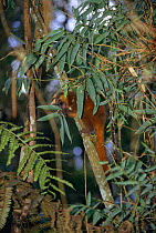 Golden bamboo lemur feeding in tree {Hapalemur aureus} Ranamafana, Madagascar