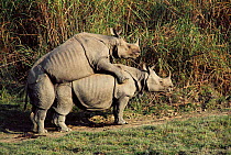 Indian rhinos mating {Rhinoceros unicornis}  Kaziranga NP, Assam, India