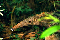 Giant anteater head hose profile {Myrmecophaga tridactyla} Amazon, Peru, South America
