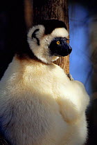 Verreaux's sifaka portrait {Propithecus verreauxi} Berenty Private Reserve, Madagascar