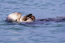 Sea otter feeding at surface {Enhydra lutris} California, USA