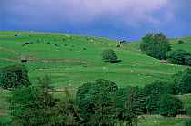 Livestock grazing on Kentmere Valley with storm behind, Lake District NP, Cumbria, England UK